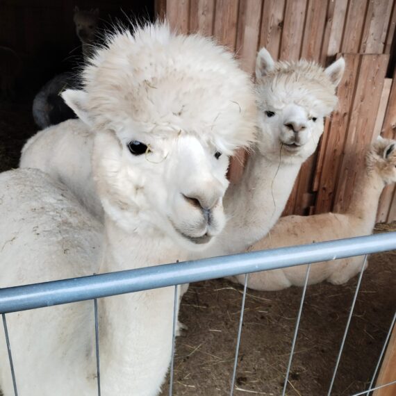 WhatsApp Image 2025-11-05 at 13.17.48-2